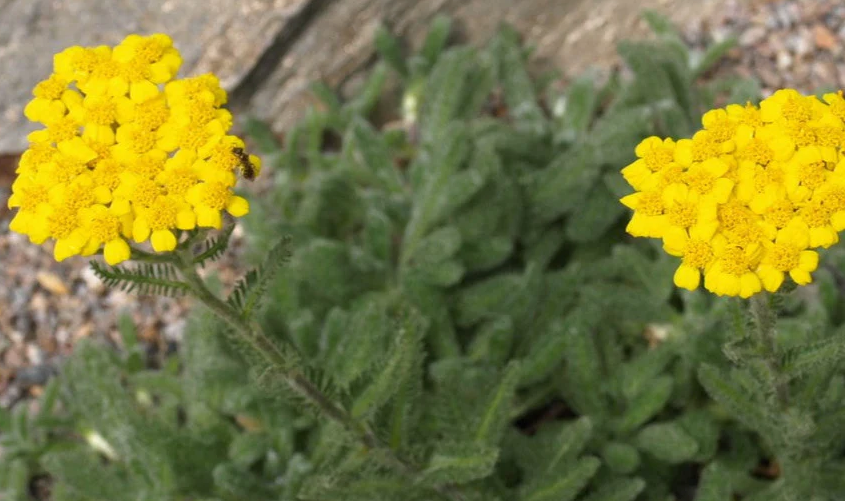 ~ Achillea tomentosa - Jaune - Pot 2L