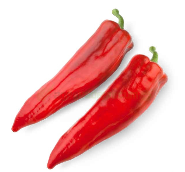 Plant de poivron Estilo F1