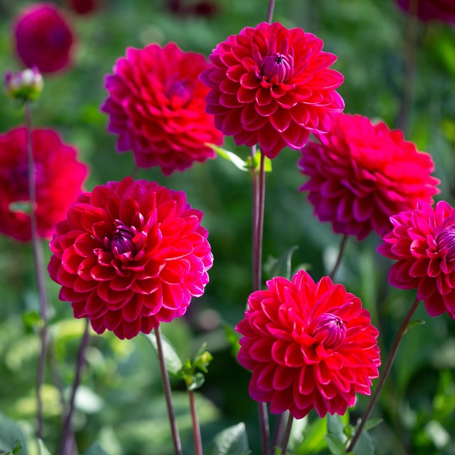 Tubercule - Dahlia Anna Cornelia