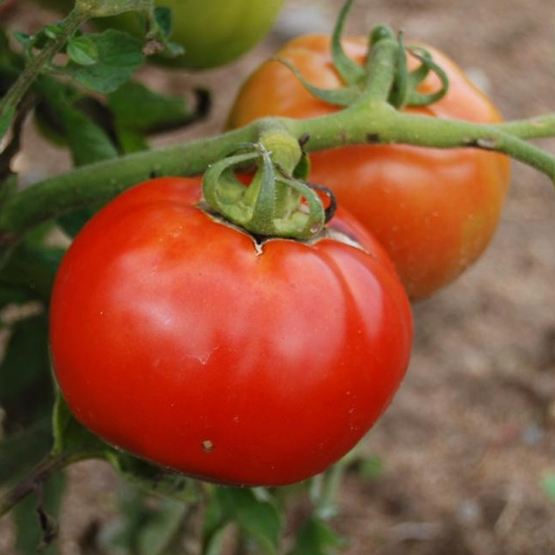 Tomate Saint-Pierre en godet 8 cm
