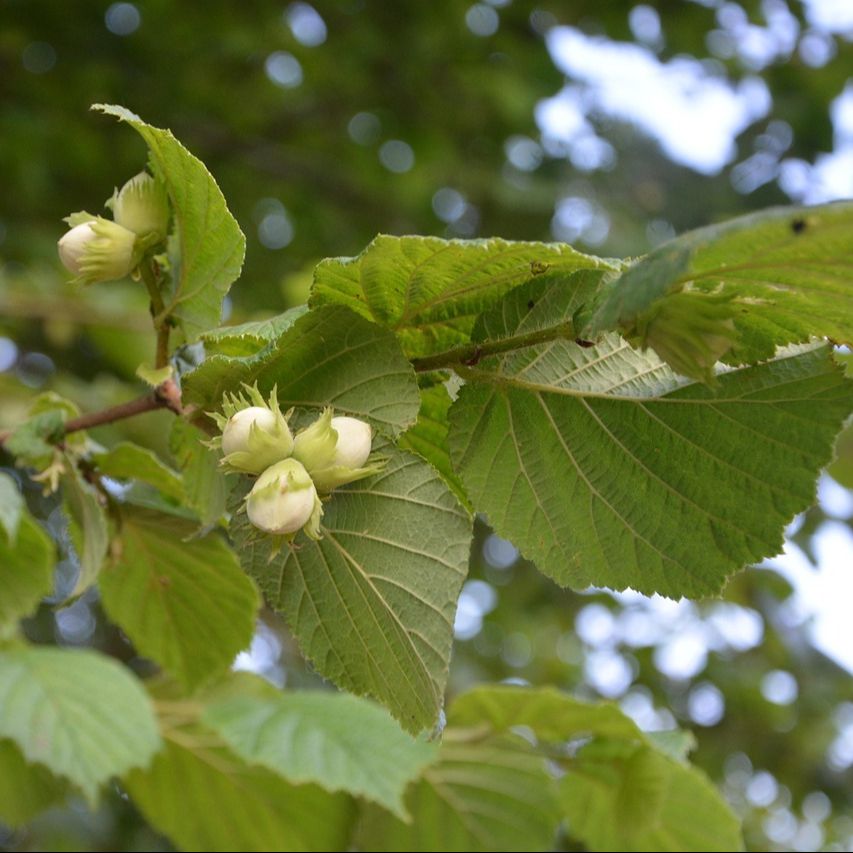 Noisetier (Corylus avellana) 'Merveille de Bollwiller'