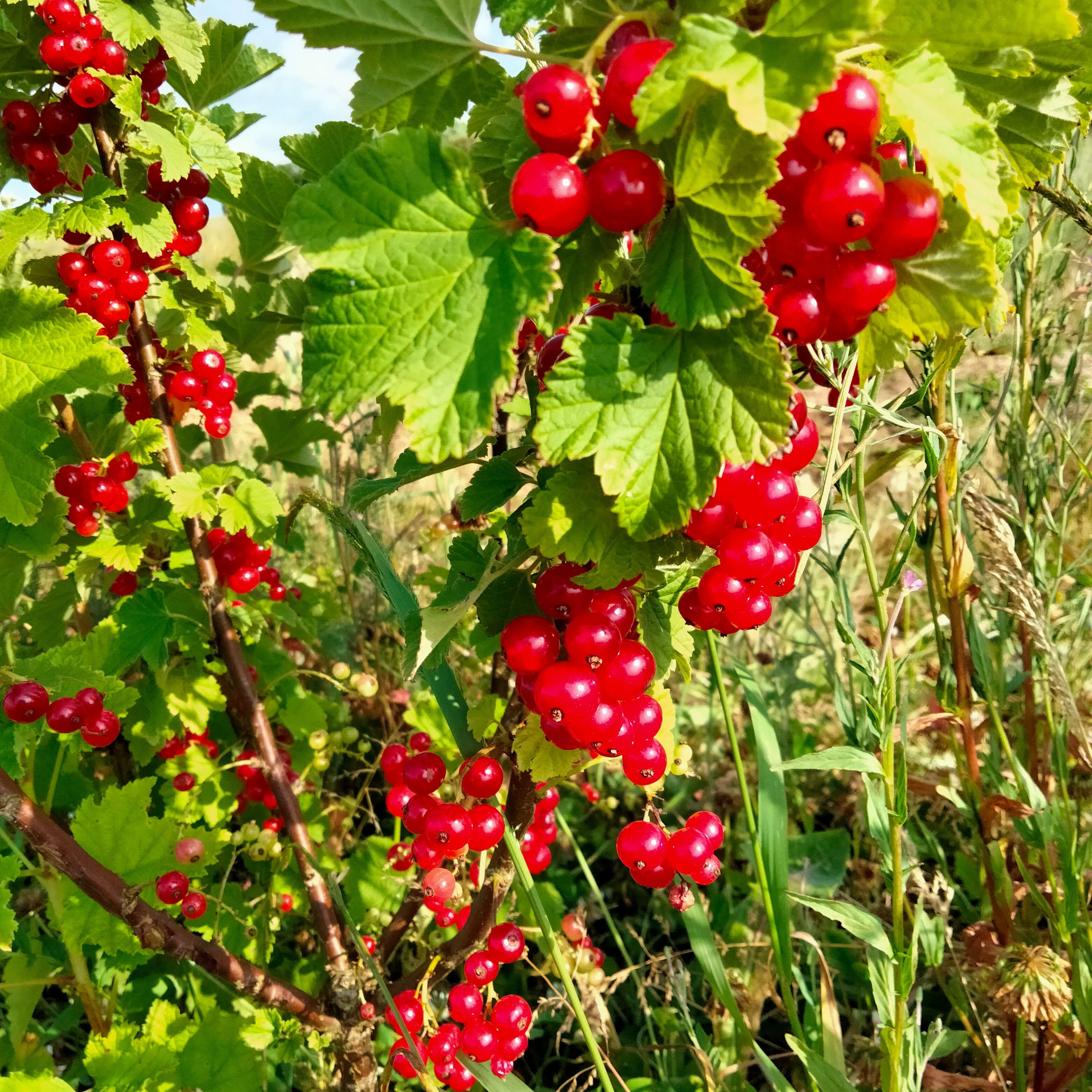 Groseillier à grappes Jonkheer van tets (rouge)