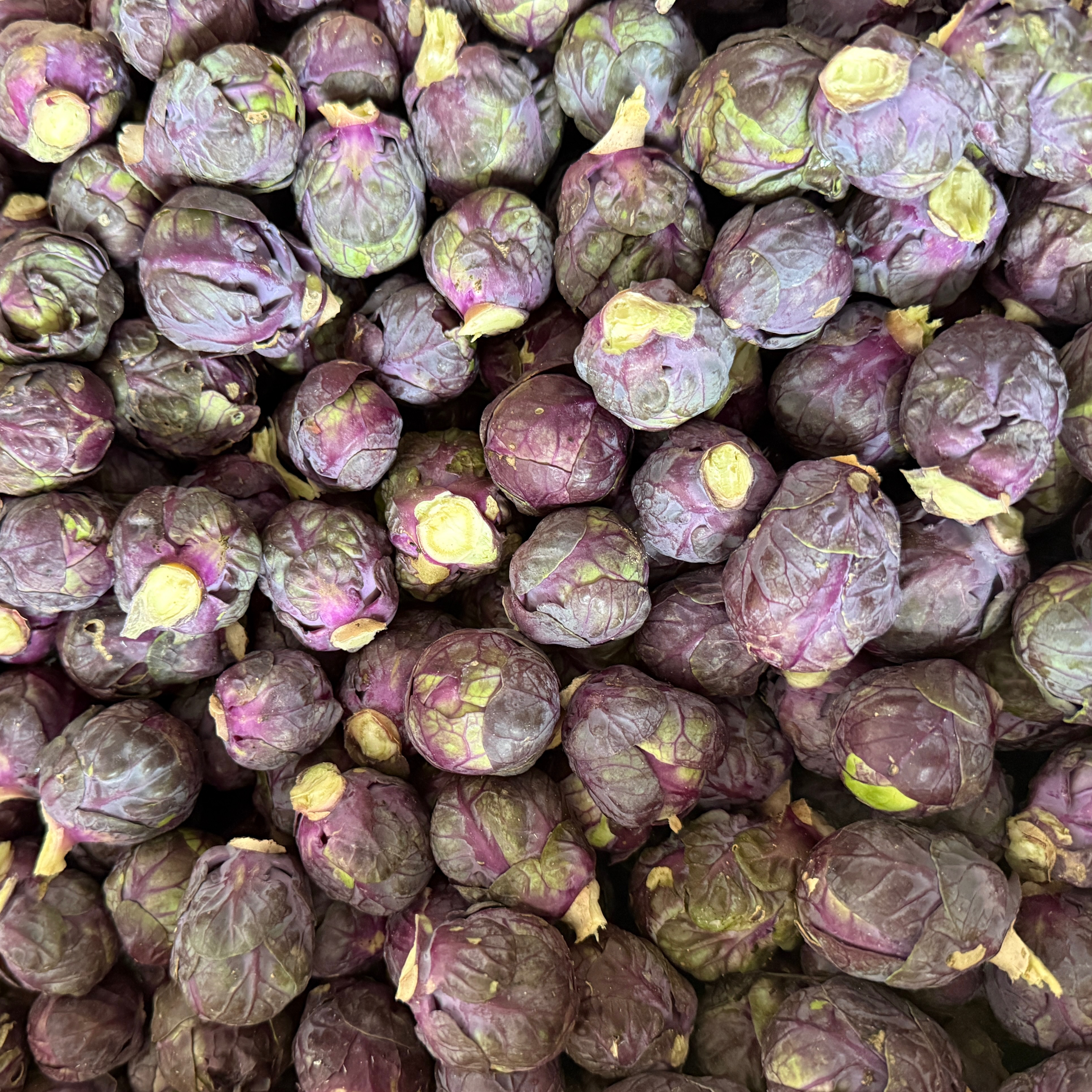 Chou Bruxelles violet