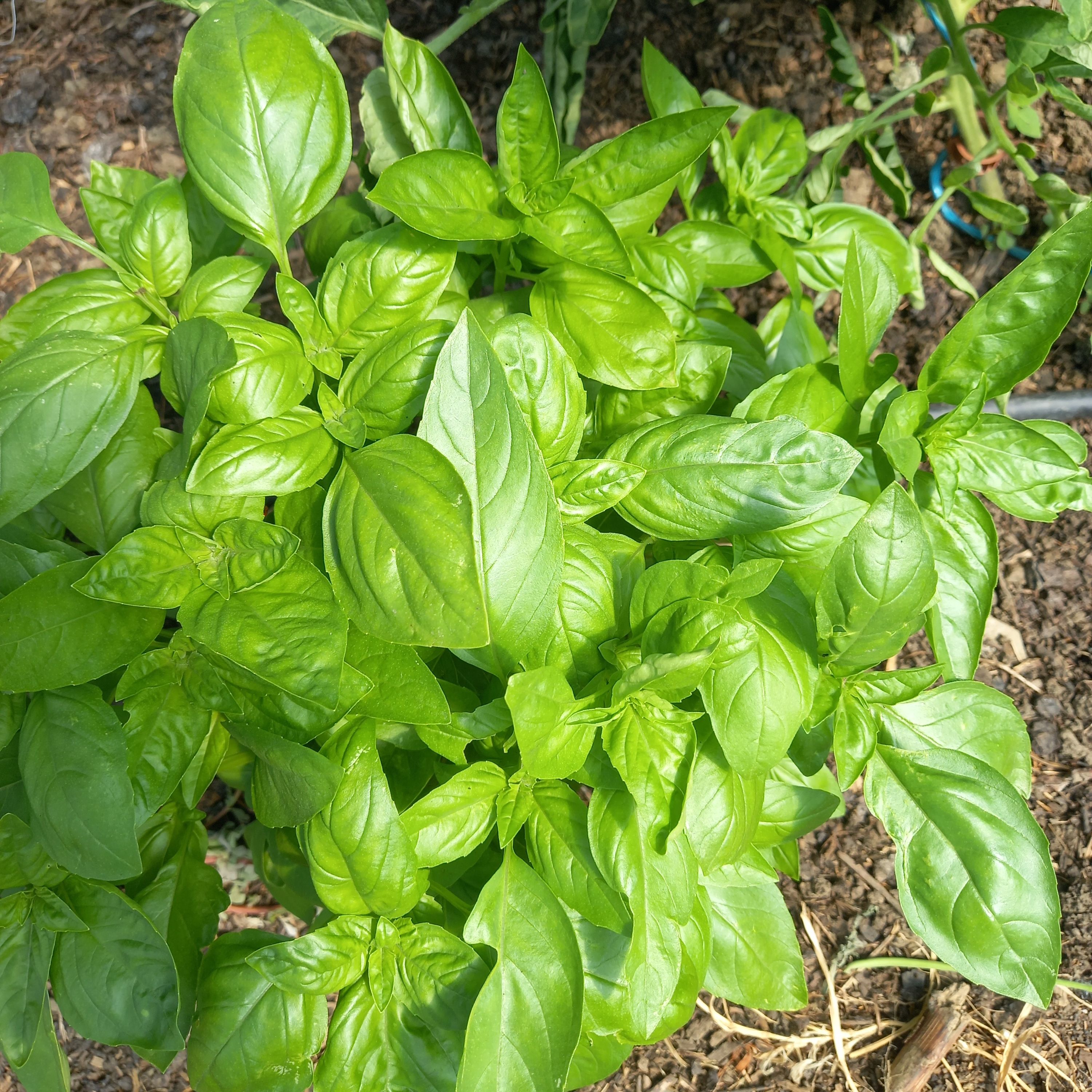 Basilic Géant Vert