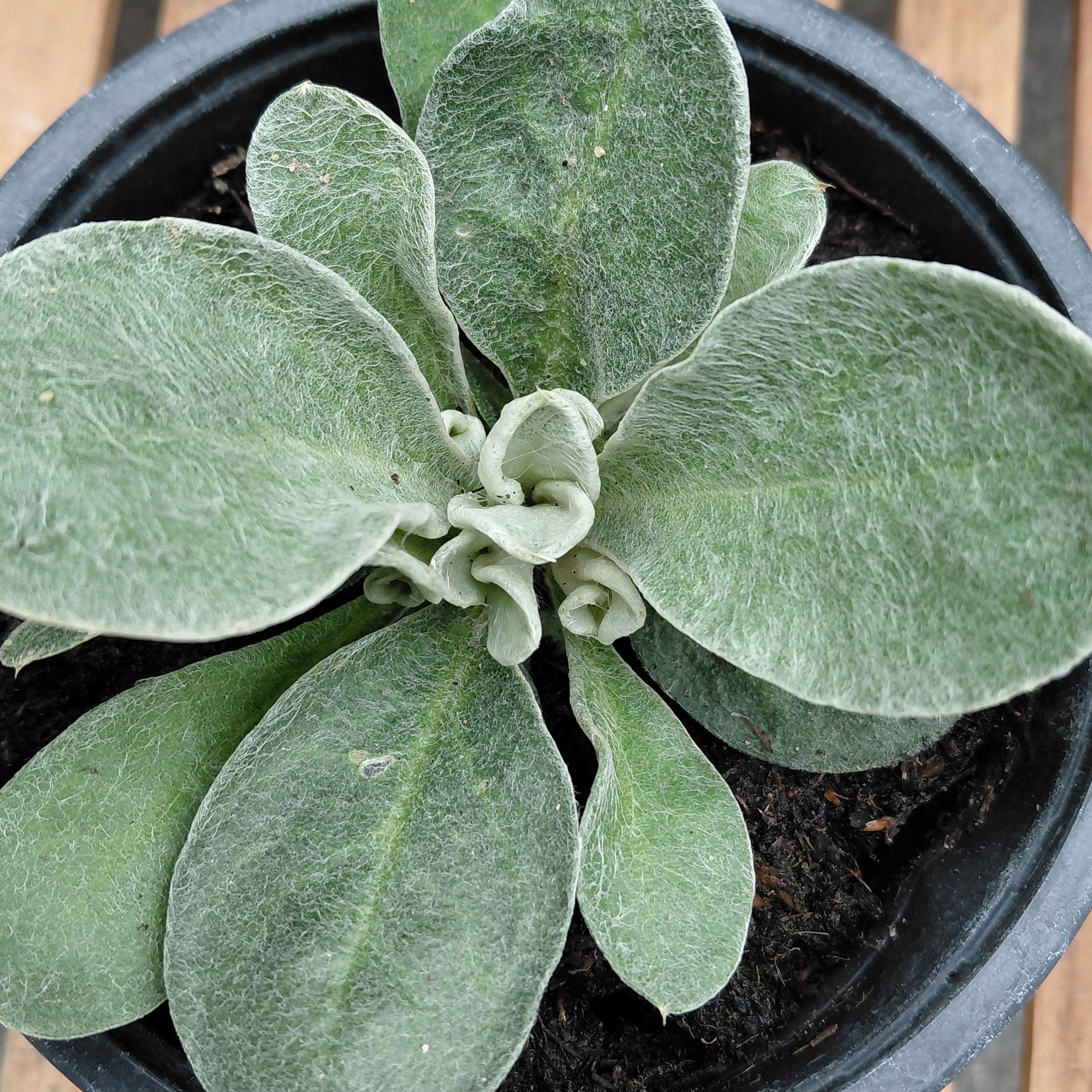Coquelourde des jardins / Lychnis coronaria