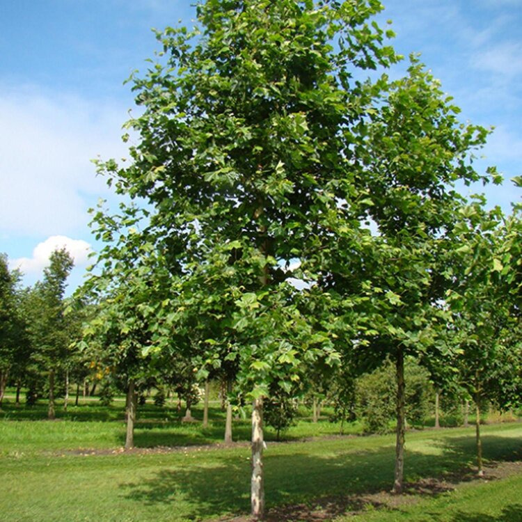 Platane - Platanus x hispanica (=acerifolia)