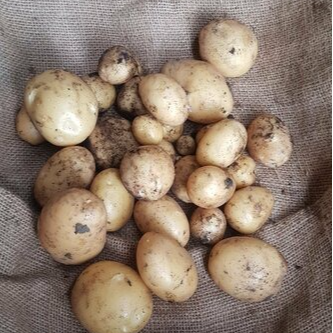 Pomme de terre chair ferme - 1kg