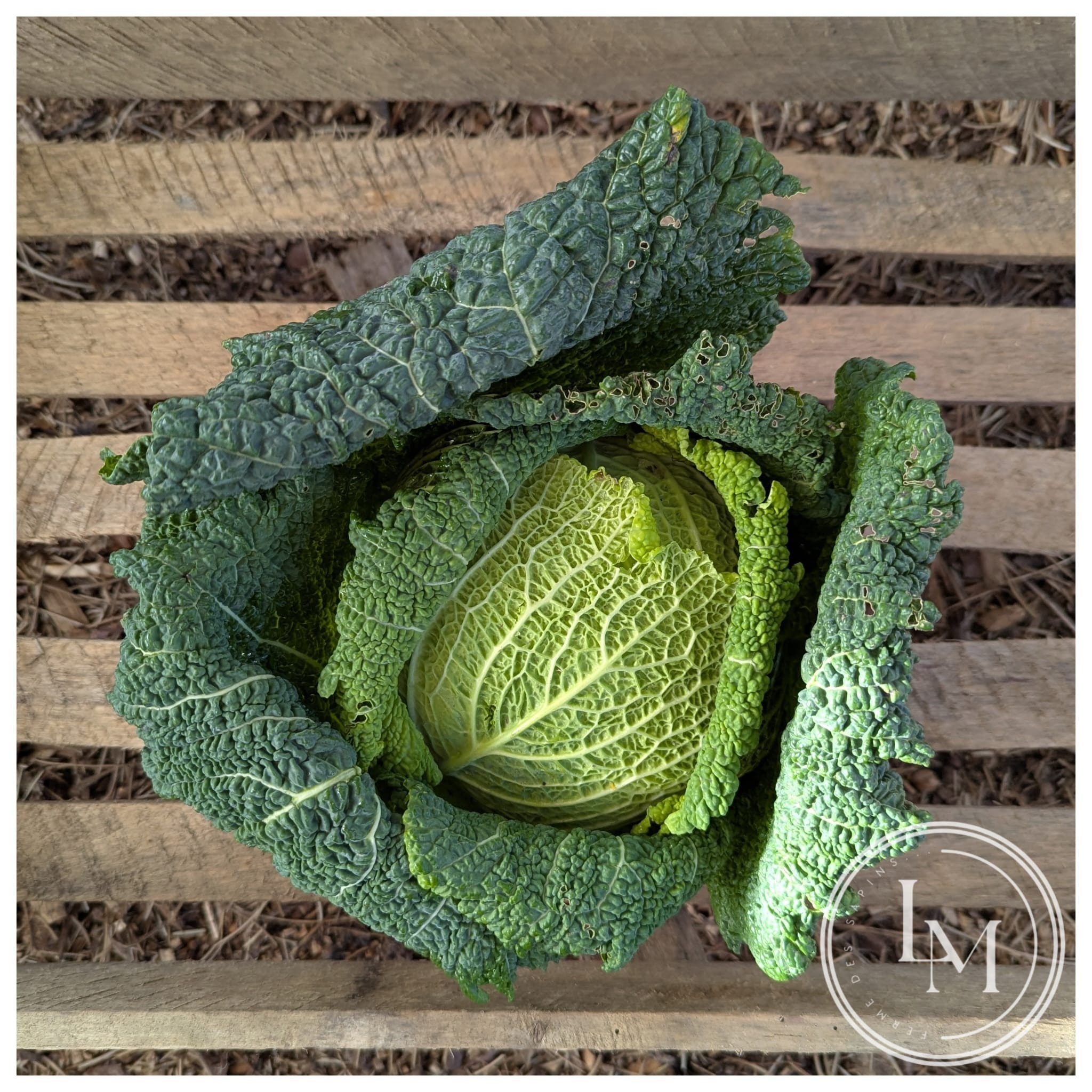 Chou Milan (calibre environ 600g, vendu au kg)