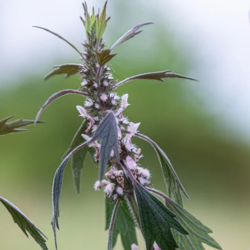 AGRIPAUME DU JAPON Bio