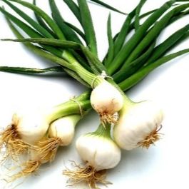 Oignon blanc botte