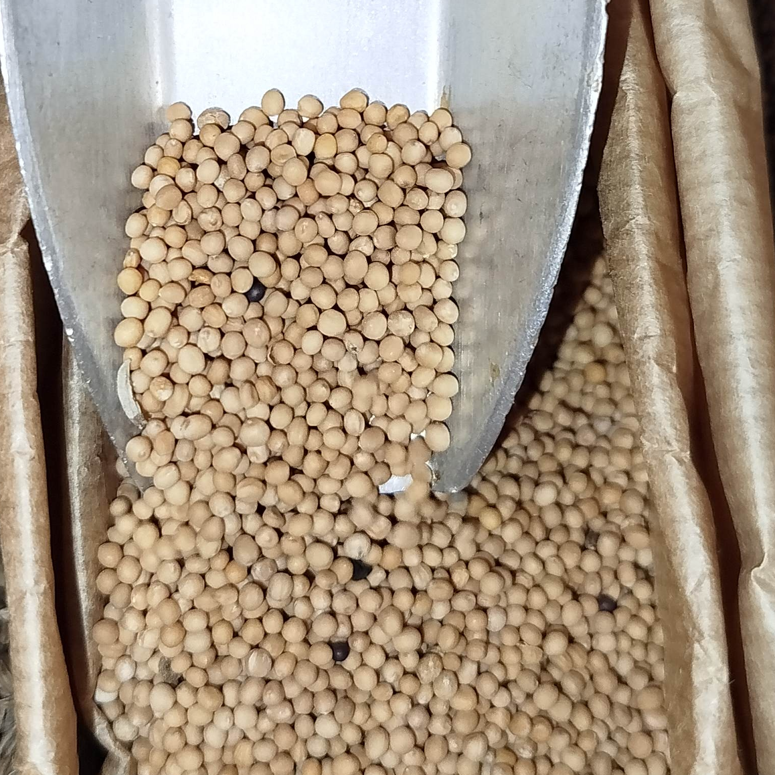 Moutarde Blanche En Graines