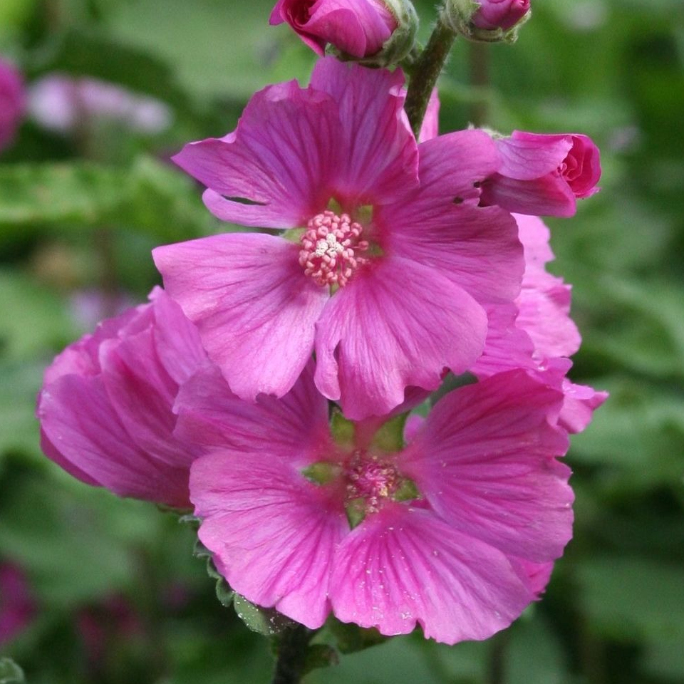 Fleurs de lavatére arbustif (par 15)