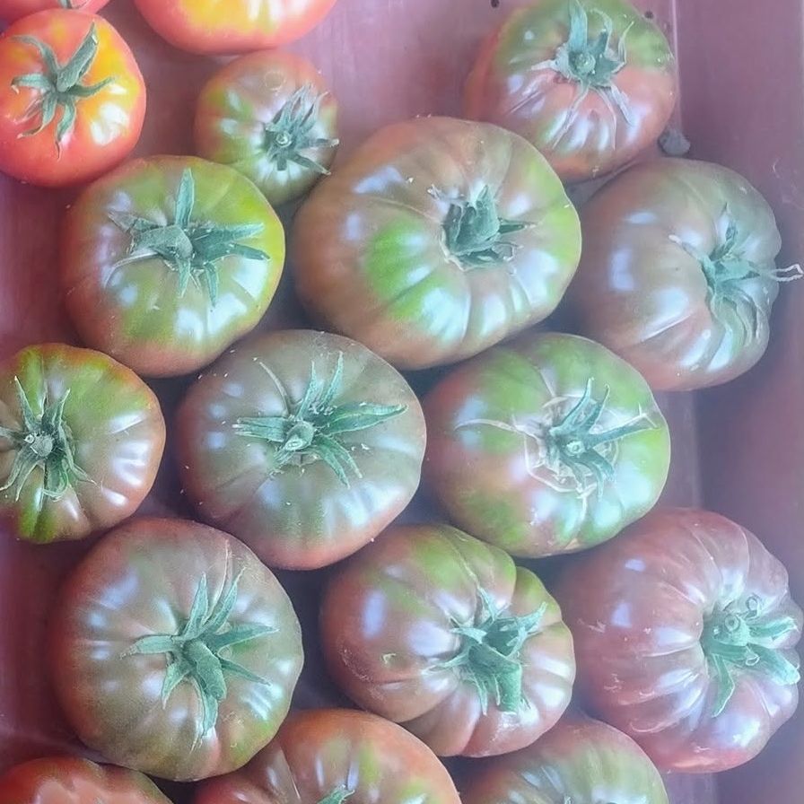 TOMATE (Noire de Crimée)