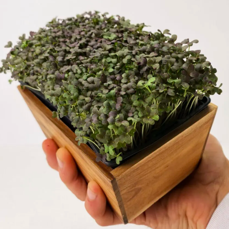 Micro-Pousse Mizuna - 20g