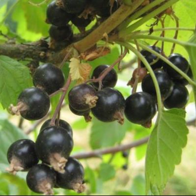 Cassissier (Ribes nigrum) 'Noir de Bourgogne'