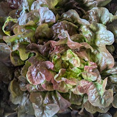 FEUILLE CHENE ROUGE de serre