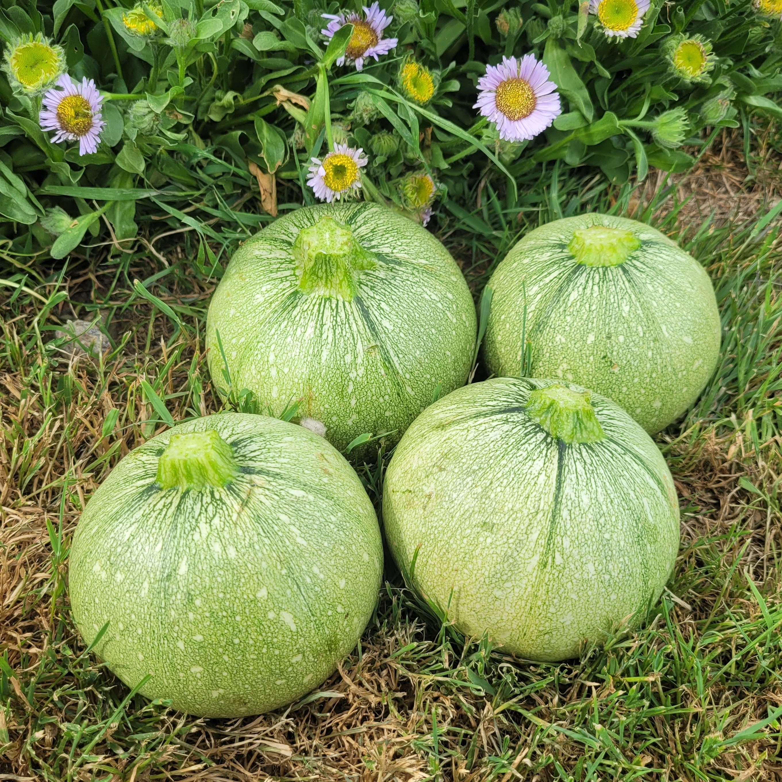Courgette ronde verte - 700g
