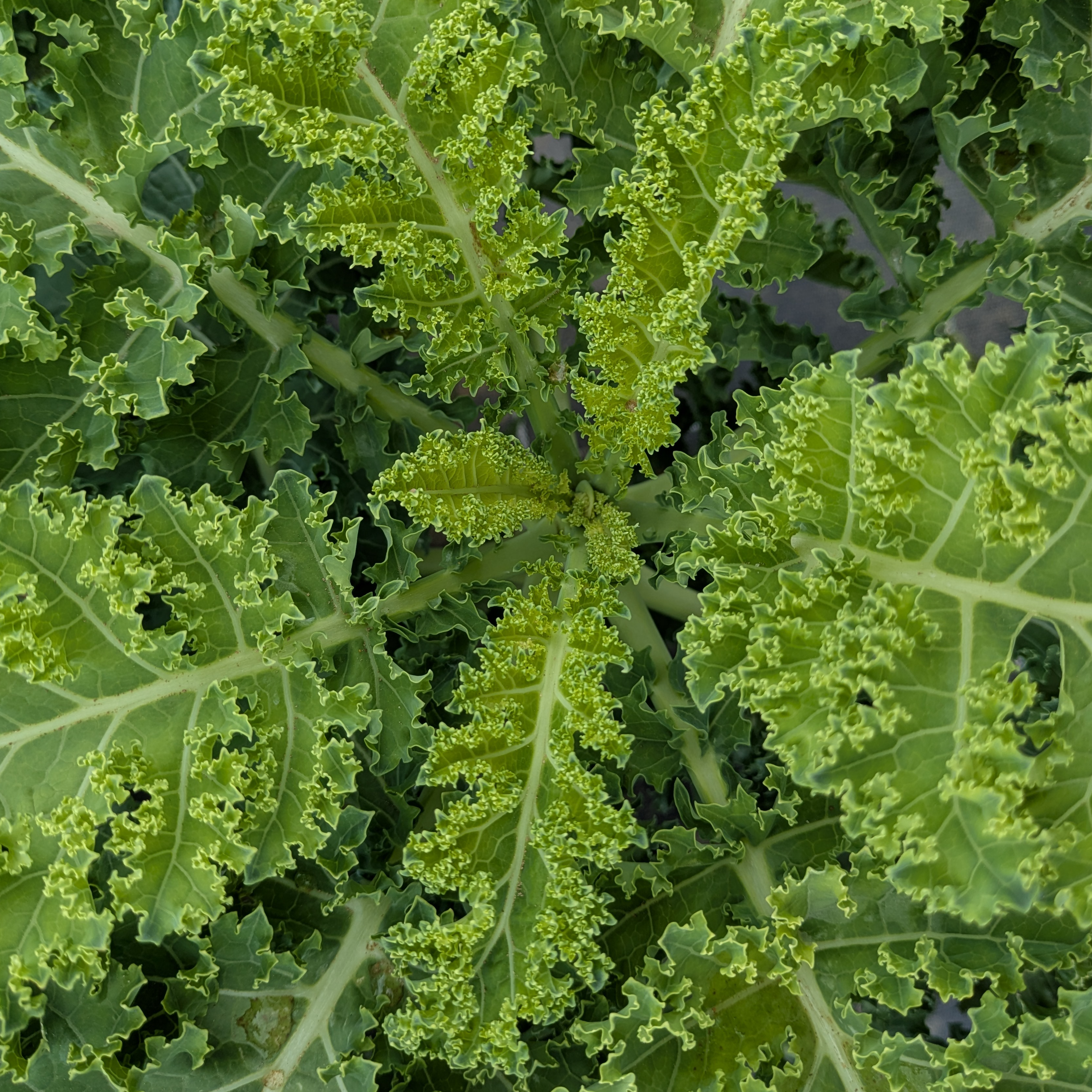 chou kale vert