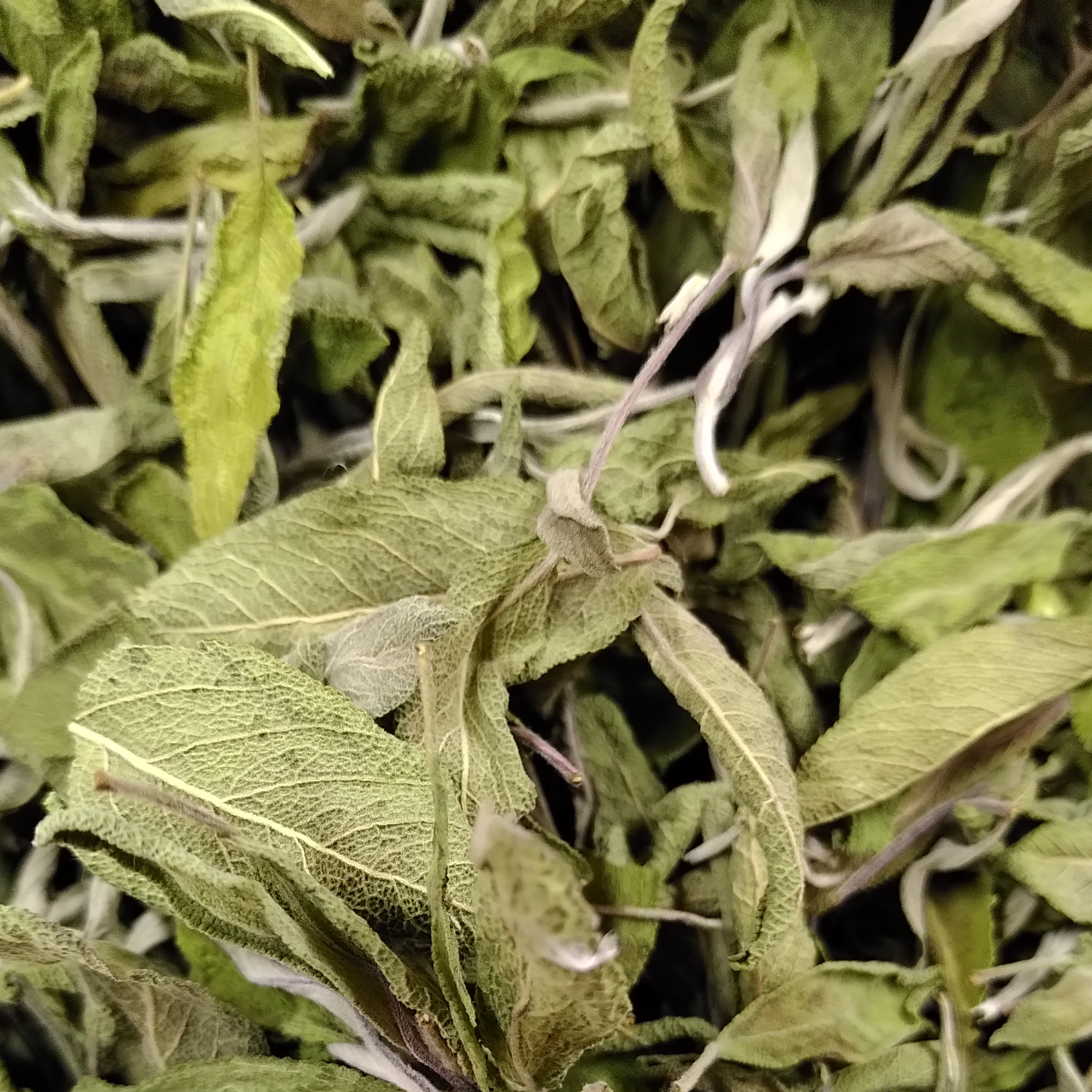 INFUSION SIMPLE SAUGE - 25g