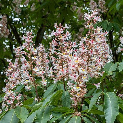 Marronnier de l'Himalaya - pot 2,5L
