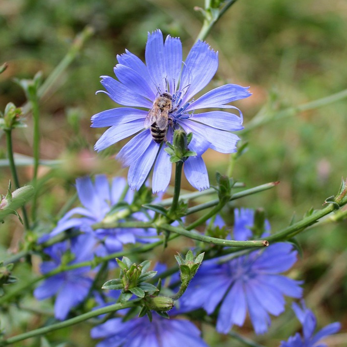 Glace d'infusion Chicorée