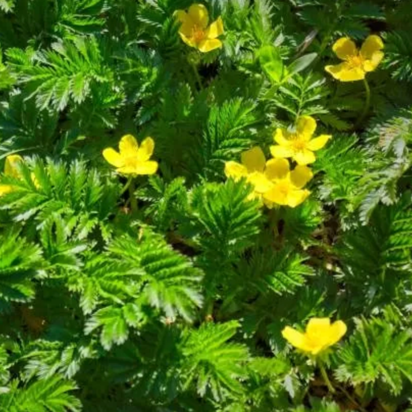 Potentille Anserine Pot 1L