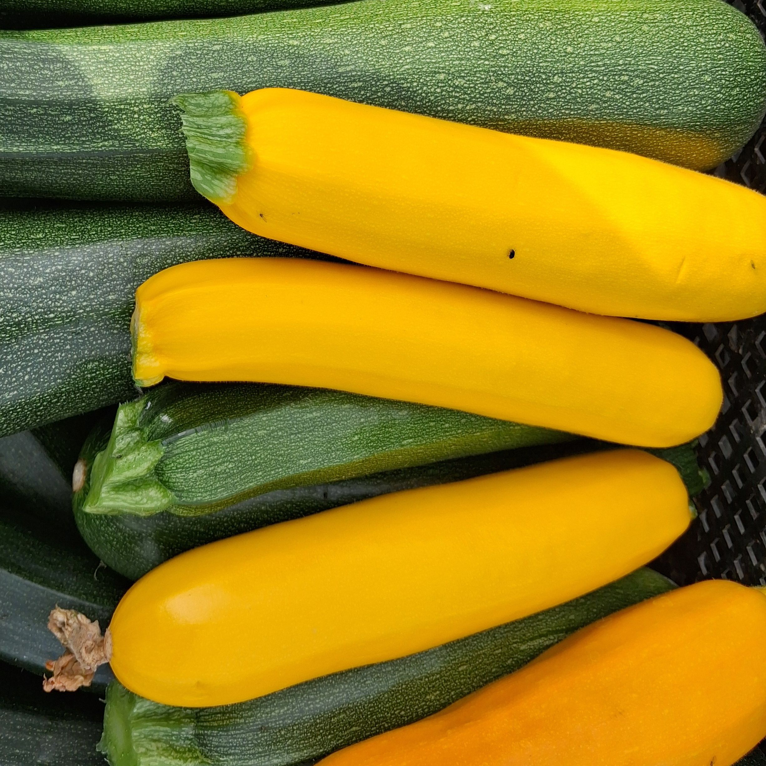 Courgette Jaune