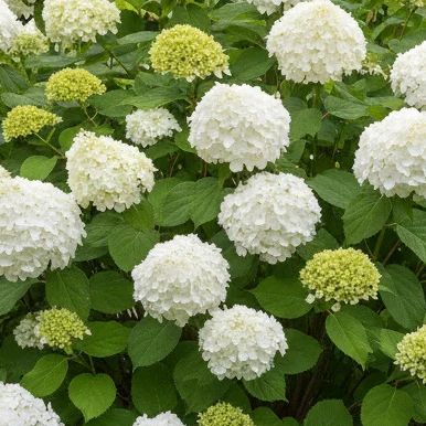 Hortensia arbustif - Hydrangea arborescens "Annabelle"