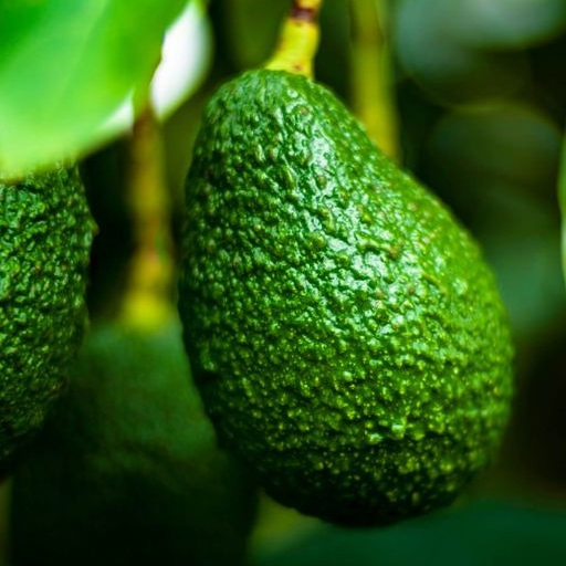 AVOCAT D'ESPAGNE - 500g
