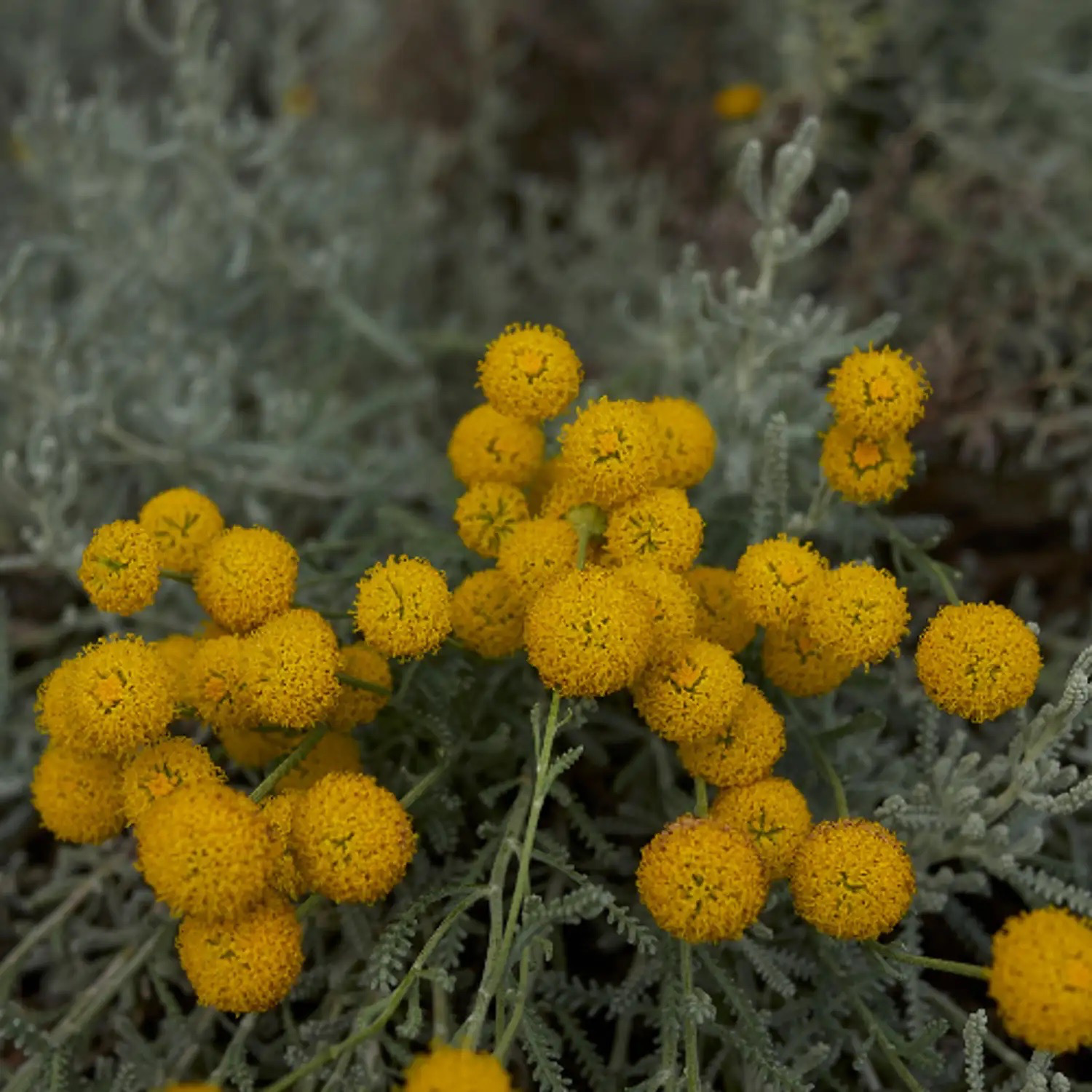 SANTOLINE DE CORSE Bio