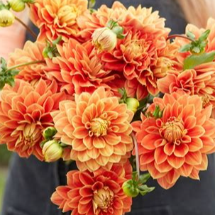 Dahlia mix orange/cuivre