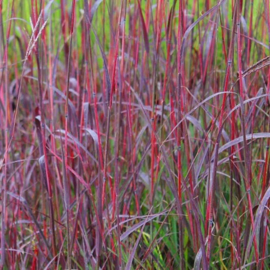 Andropogon gerardii ‘Red October’