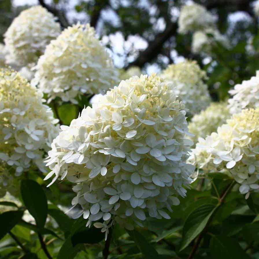 Hortensia paniculé (Hydrangea paniculata) 'Phantom'