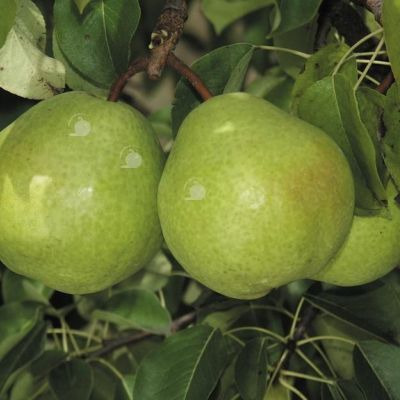 Poire d’Anis – Cognassier de Provence BA29