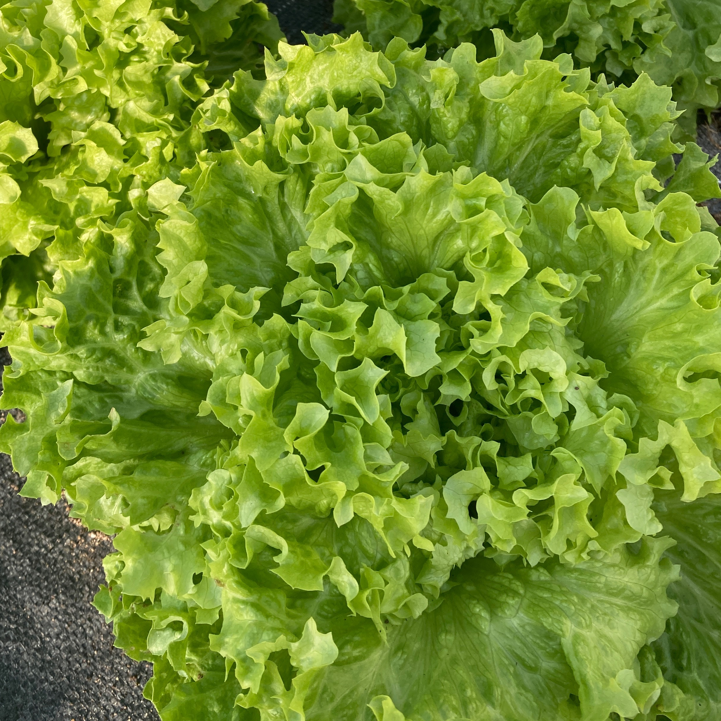 Salade batavia verte