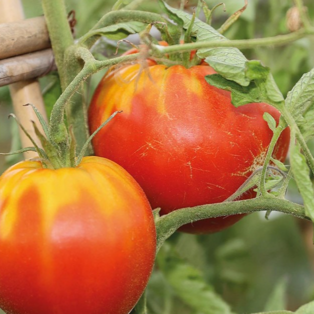 Tomate Coeur de boeuf rouge