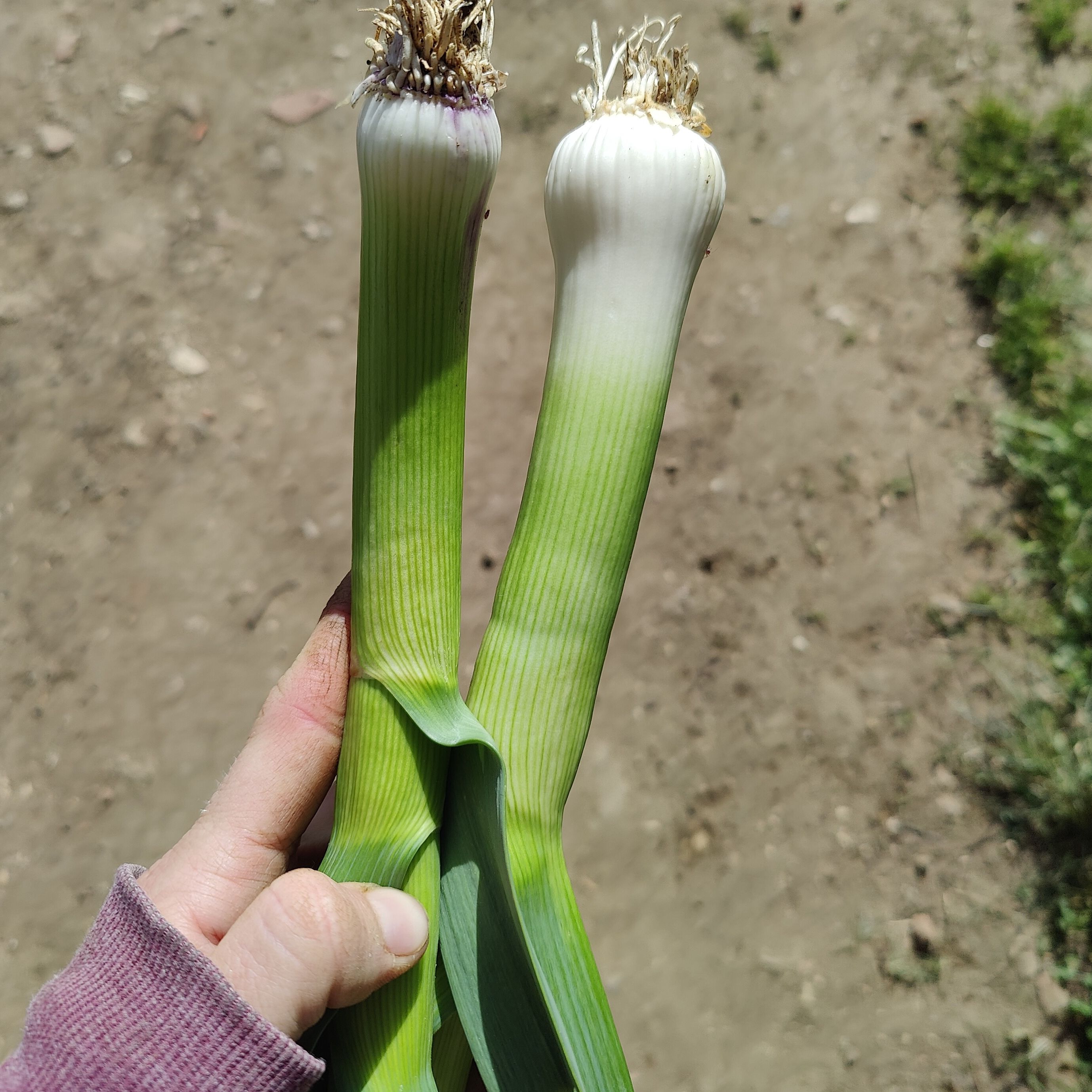 Ail nouveau