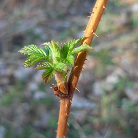 Extrait de bourgeons de framboisier - 50ml