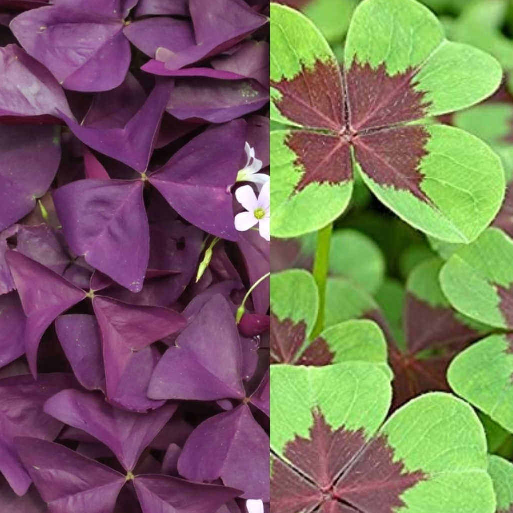 Feuilles d' oxalis mélange (par 30)