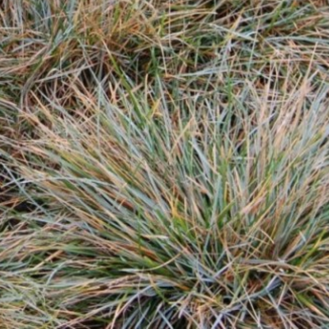 Sesleria caerulea