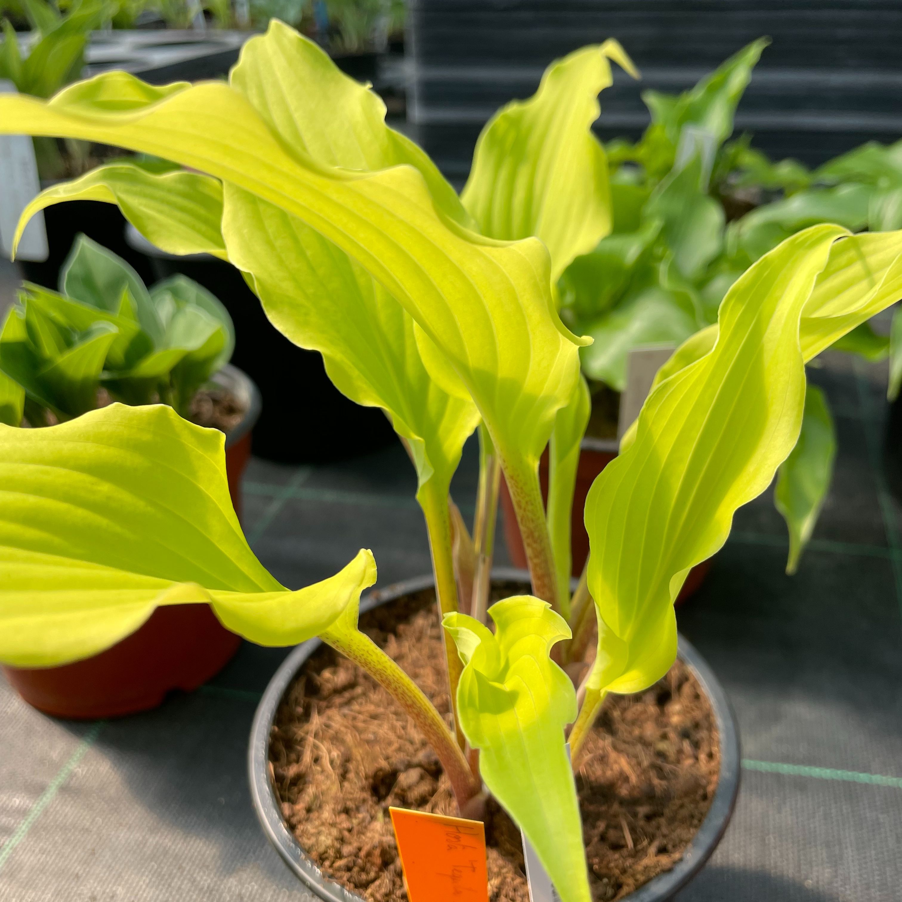 Hosta ‘Tequila Sunrise’