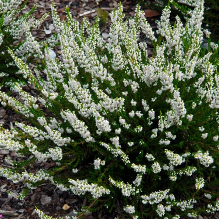 - Calluna vulgaris "Mélanie" (Bruyère été blanche) - P10/P13