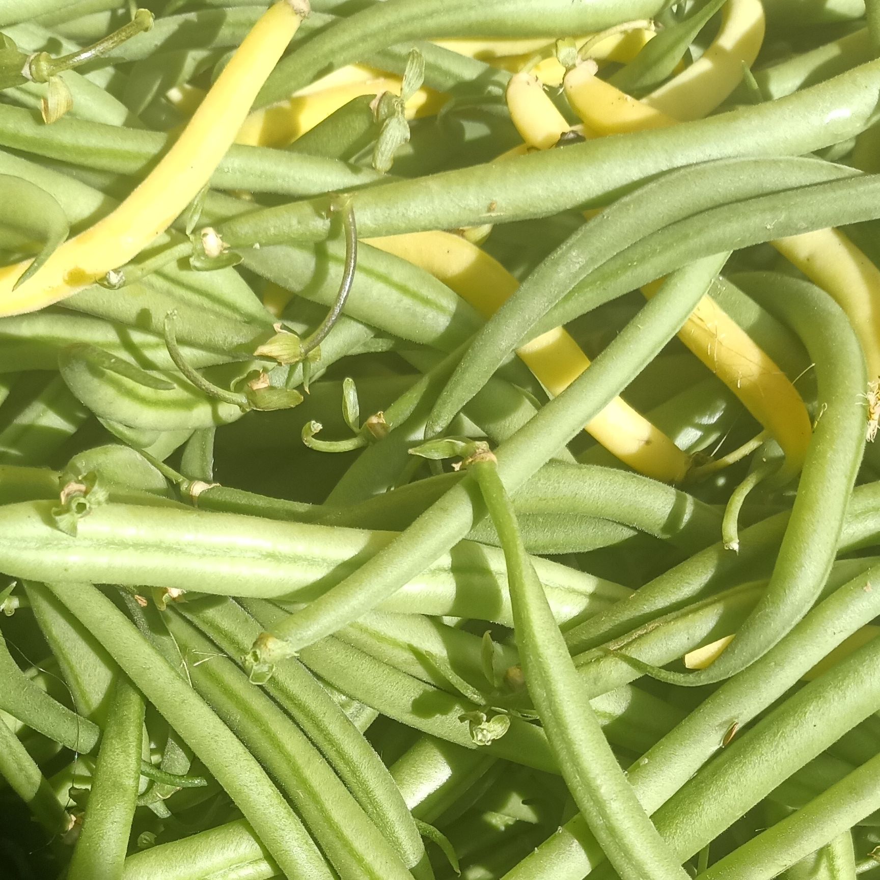 Haricots Verts