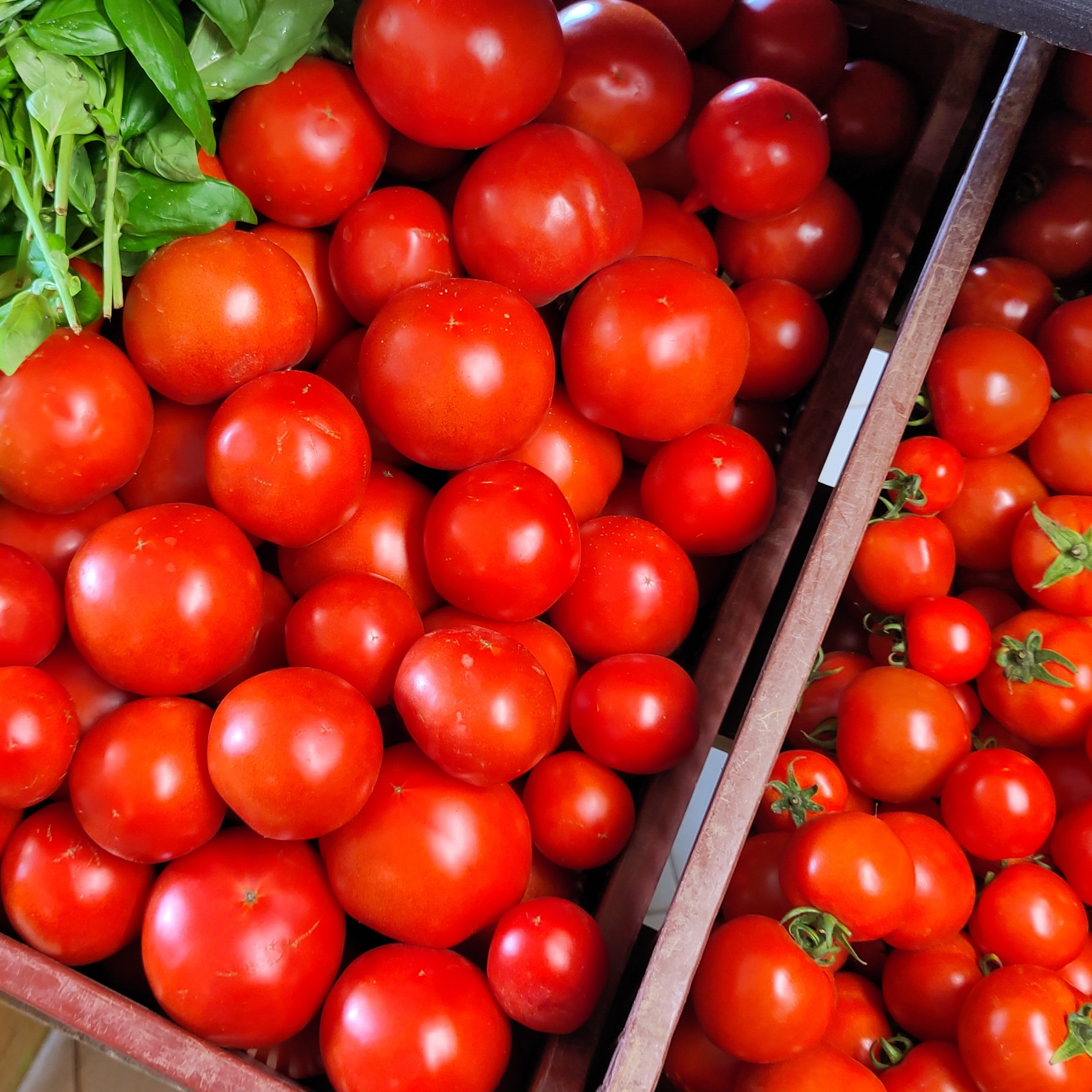 Tomate ronde BIO