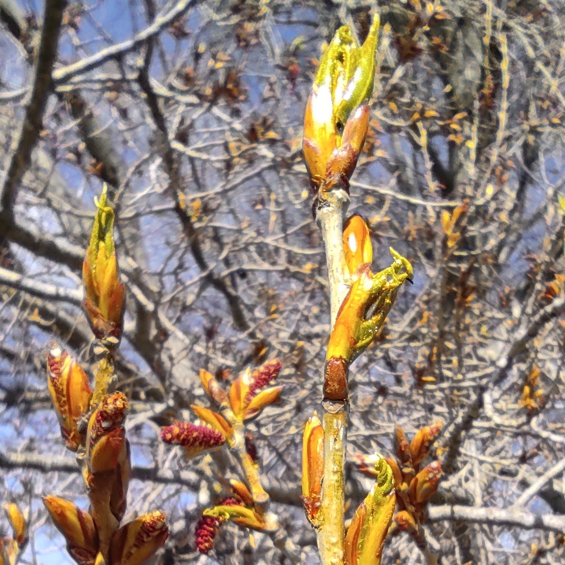 Gemmothérapie Peuplier - 30ml