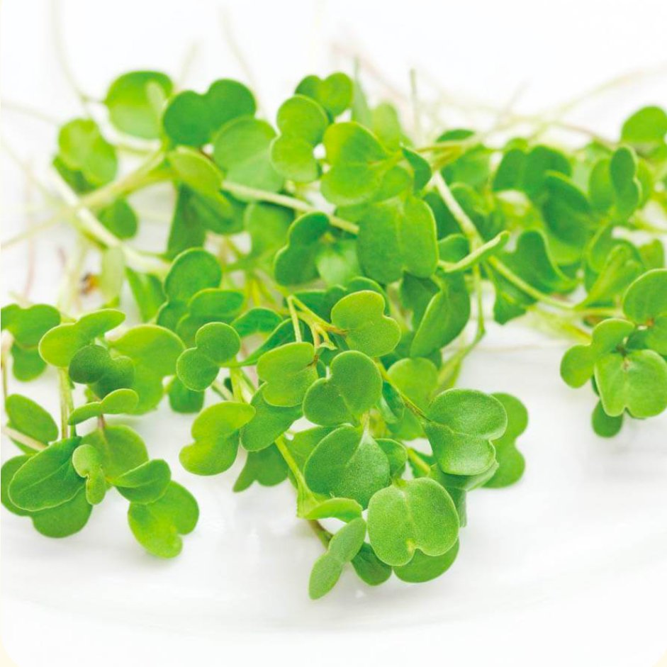 Roquette baby - 10g