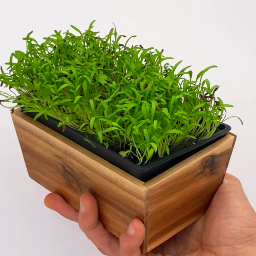 Micro-Pousse Cumin - 20g