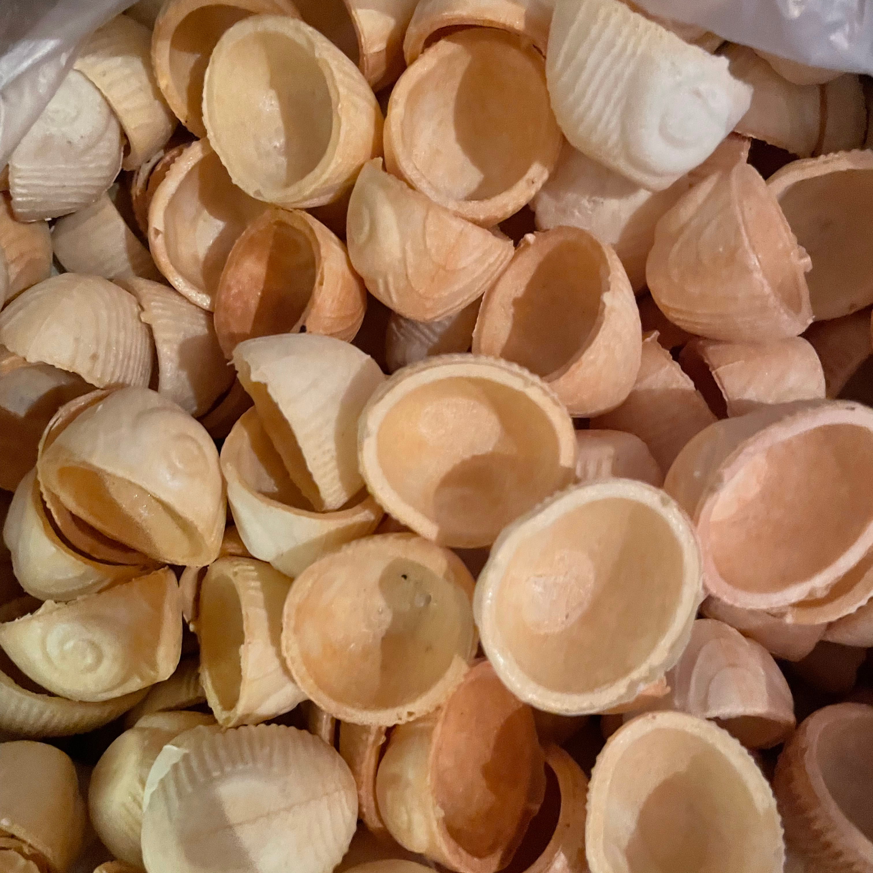 cRoquilles vides x24