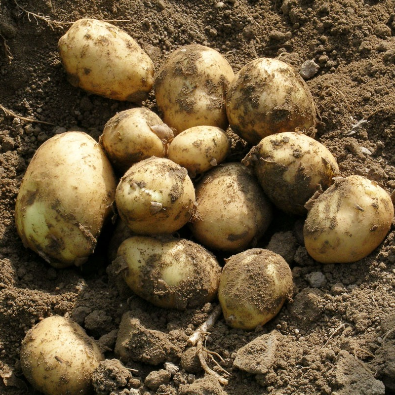 Pommes de terre du maraîcher_petits défauts