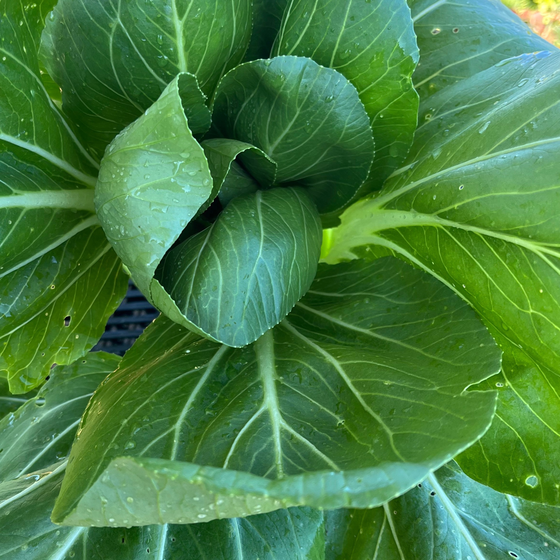 Chou pak choi bio u
